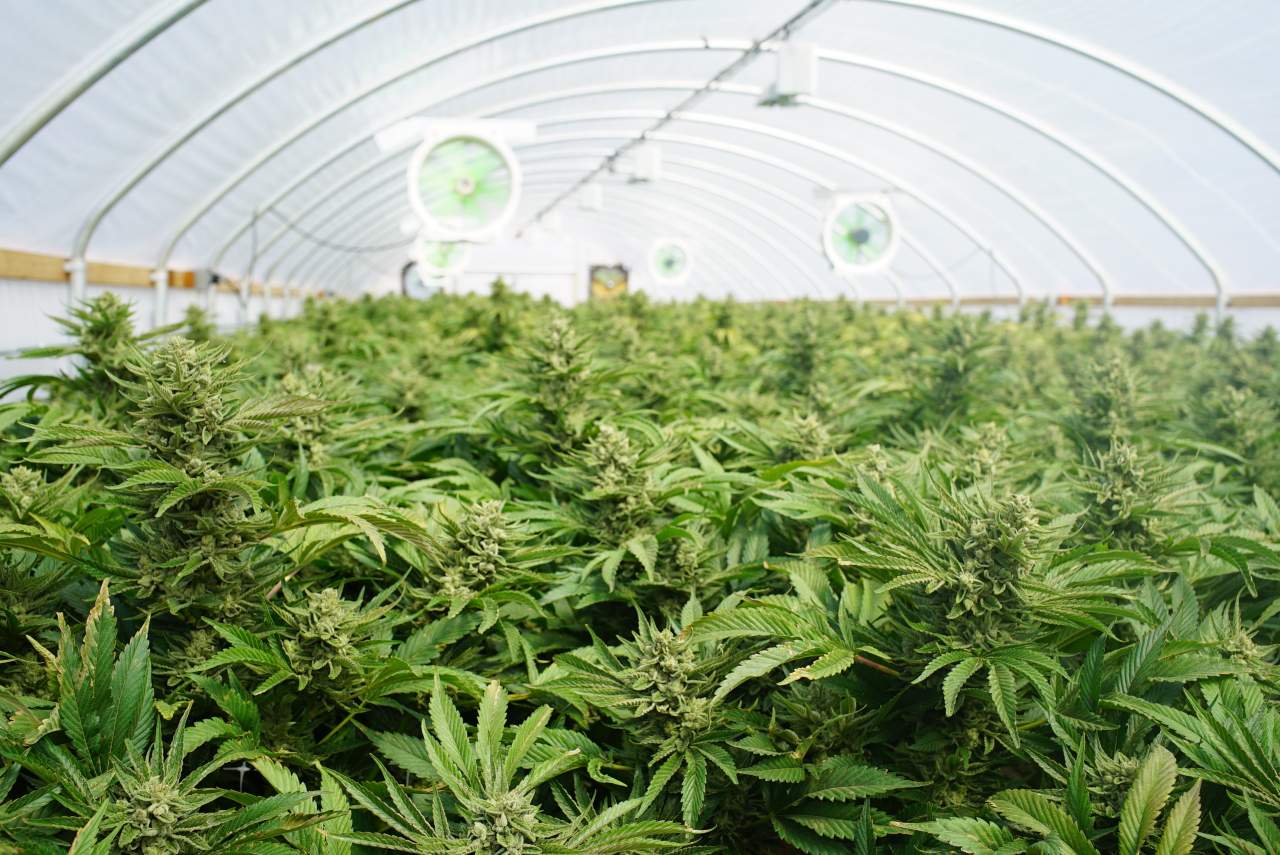 La campaña de micromecenazgo le hace ganar popularidad a Indica Sur SL