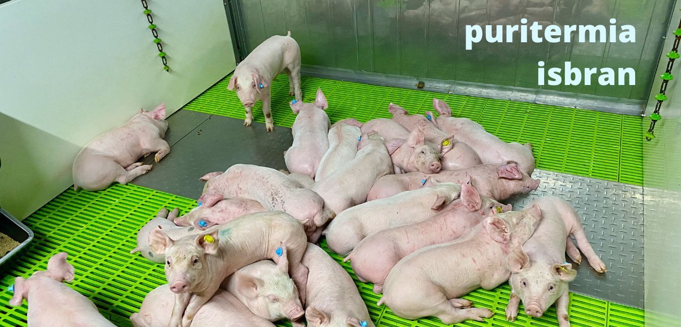 PURITERMIA, una energía limpia que reduce las emisiones y mejora el bienestar animal