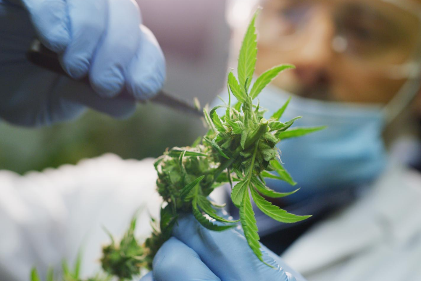 Wild CBD: empresa especializada en la venta de productos elaborados a base de CBD como las flores CBD