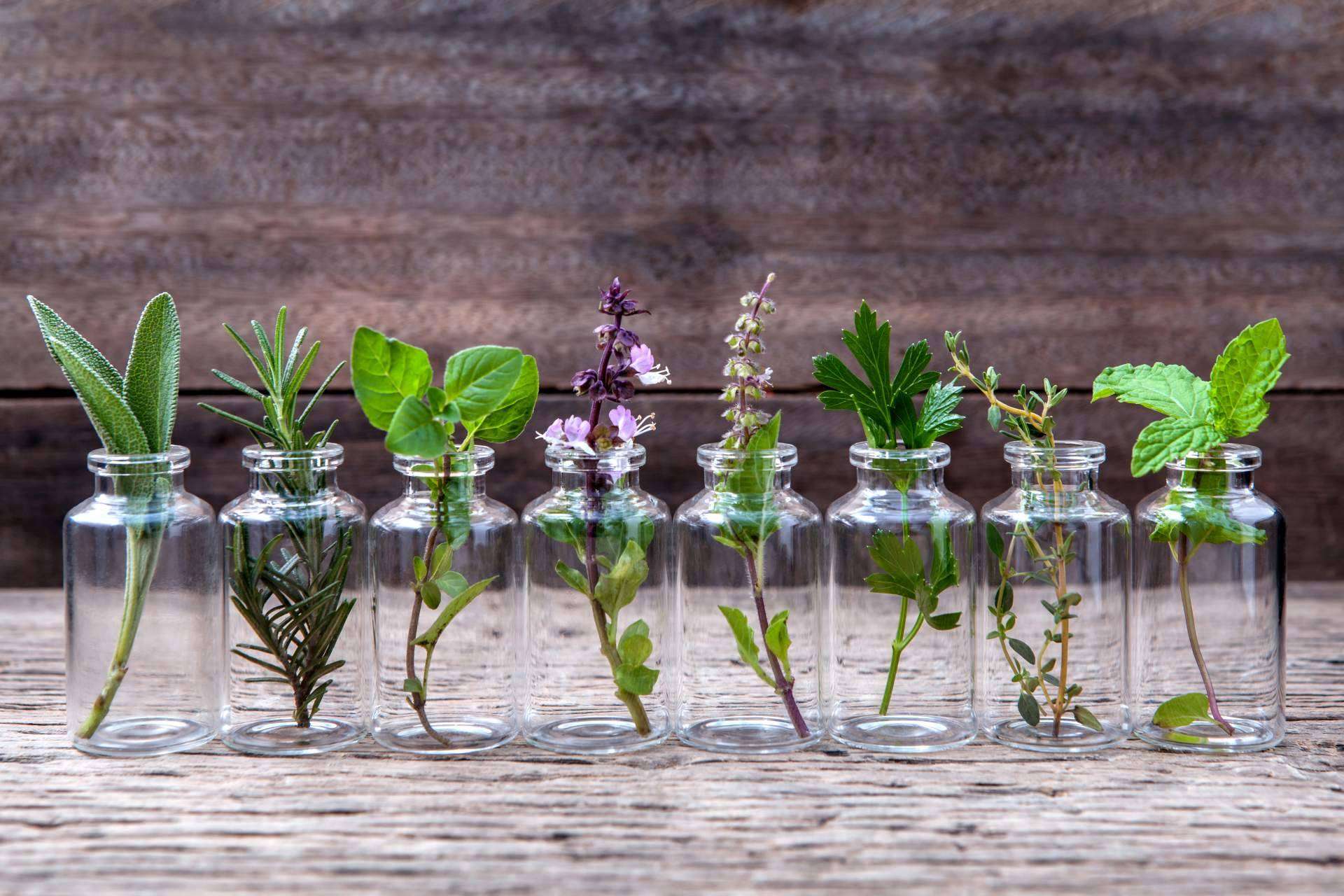 Los beneficios de las plantas aromáticas de calidad ofrecidas por Spirit Natura