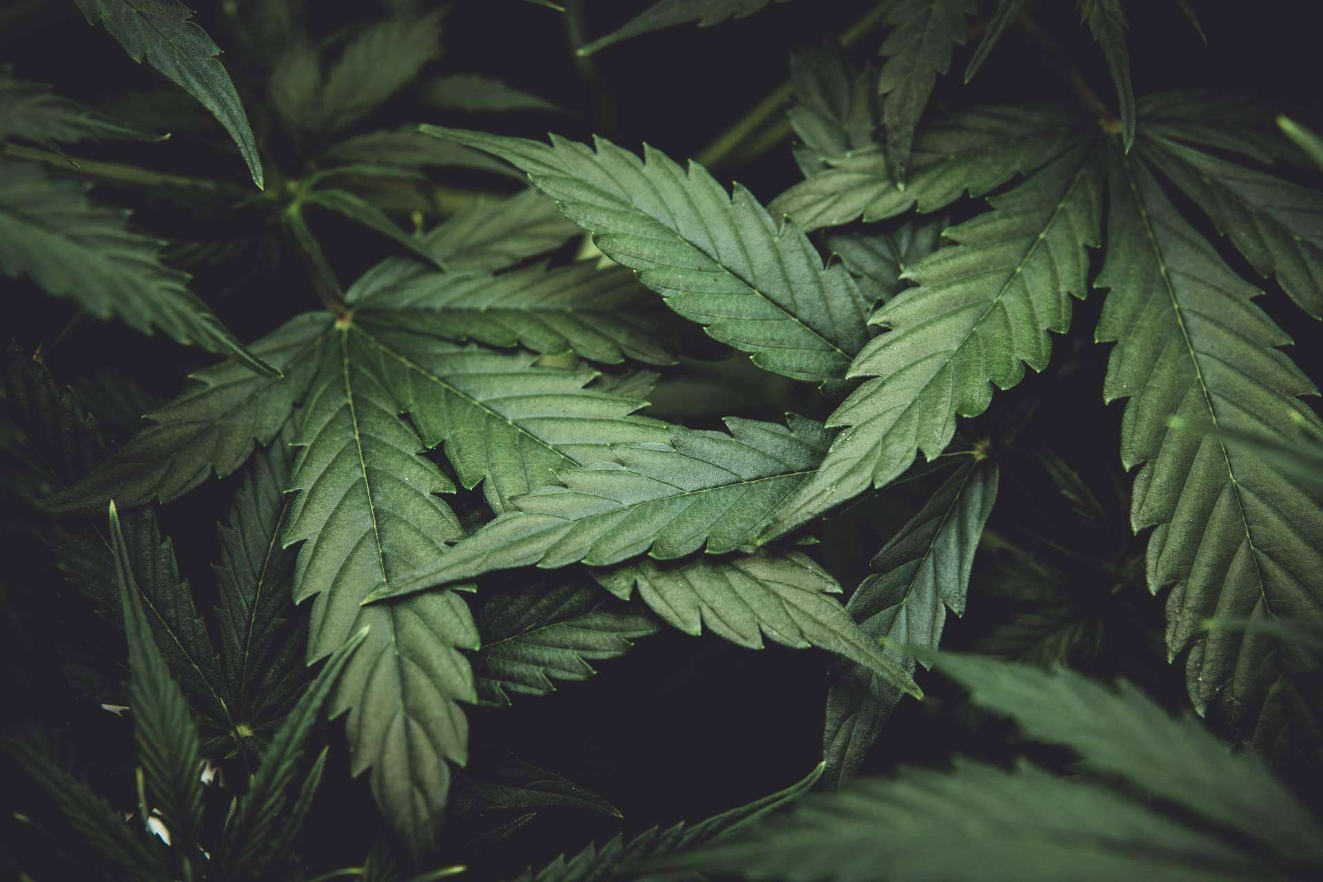 Sportnaturae: el CBD, el componente estrella en los productos de calidad de la compañía