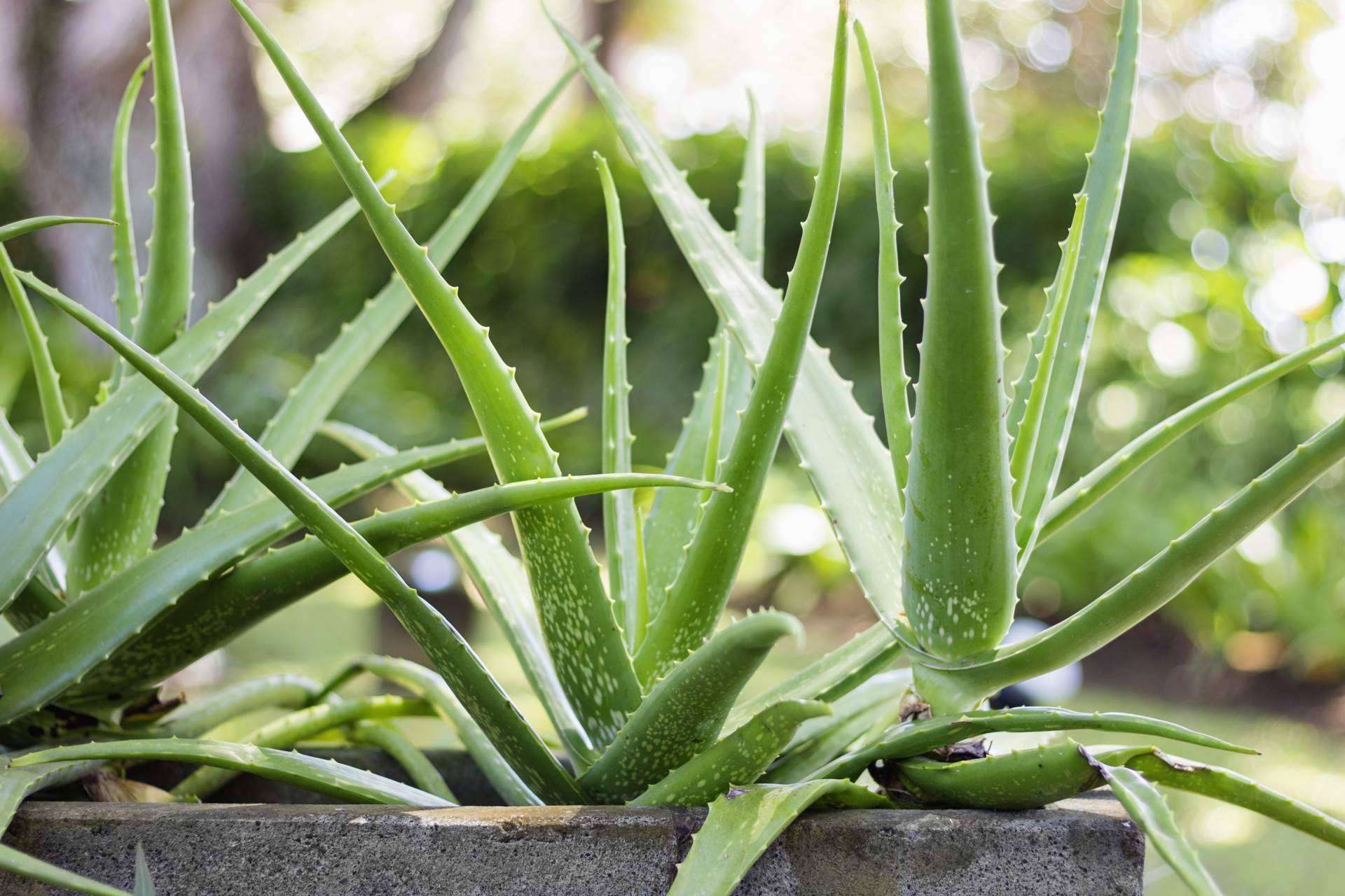 Territorio Aloe: trabajar online está al alcance de todos