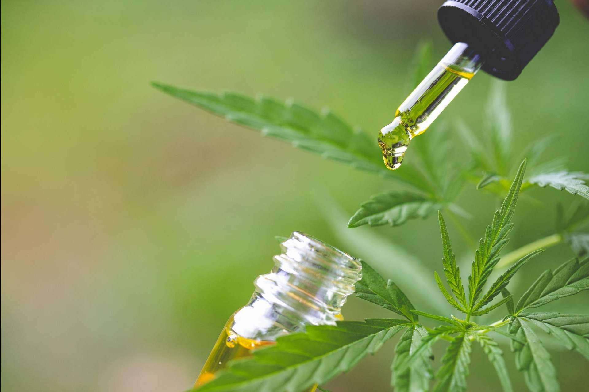 Las flores CBD y las ventajas de los productos derivados de éste cáñamo legal