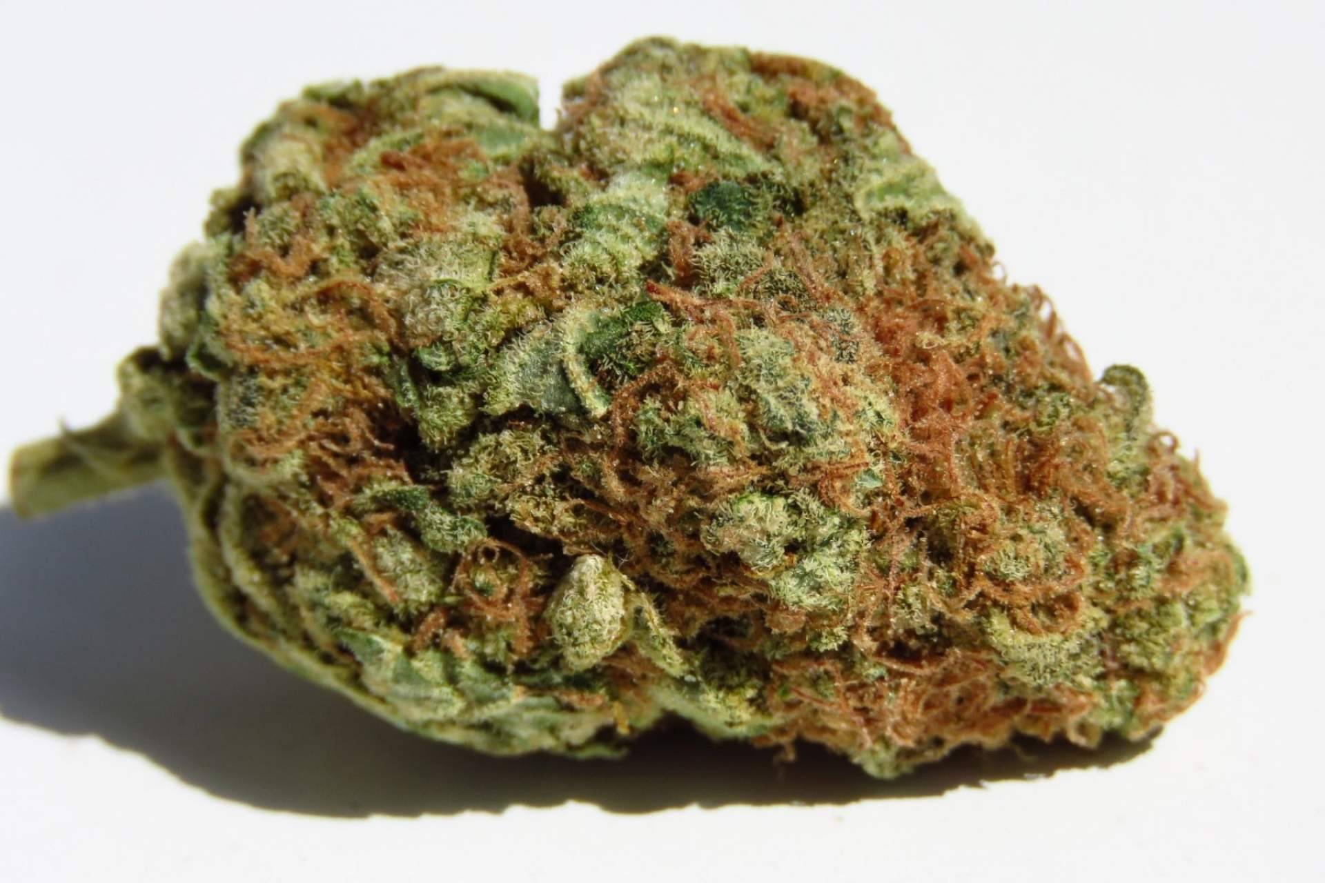 De Pata Verde: ¿Qué son las flores de CBD o cannabidiol?