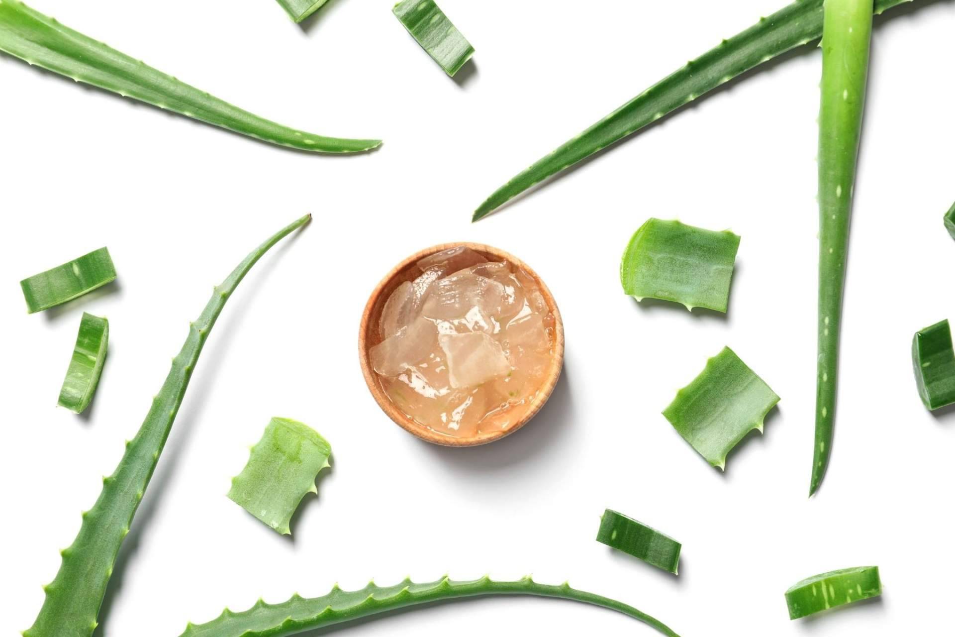TerritorioAloe acerca las propiedades del aloe vera a los clientes