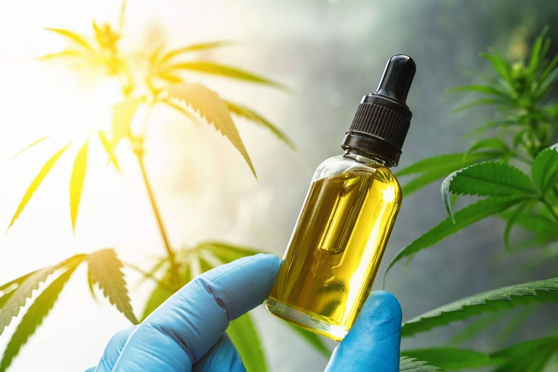 Premium Legal Hemp: Beneficios y aplicaciones de Amnesia Hy-Pro