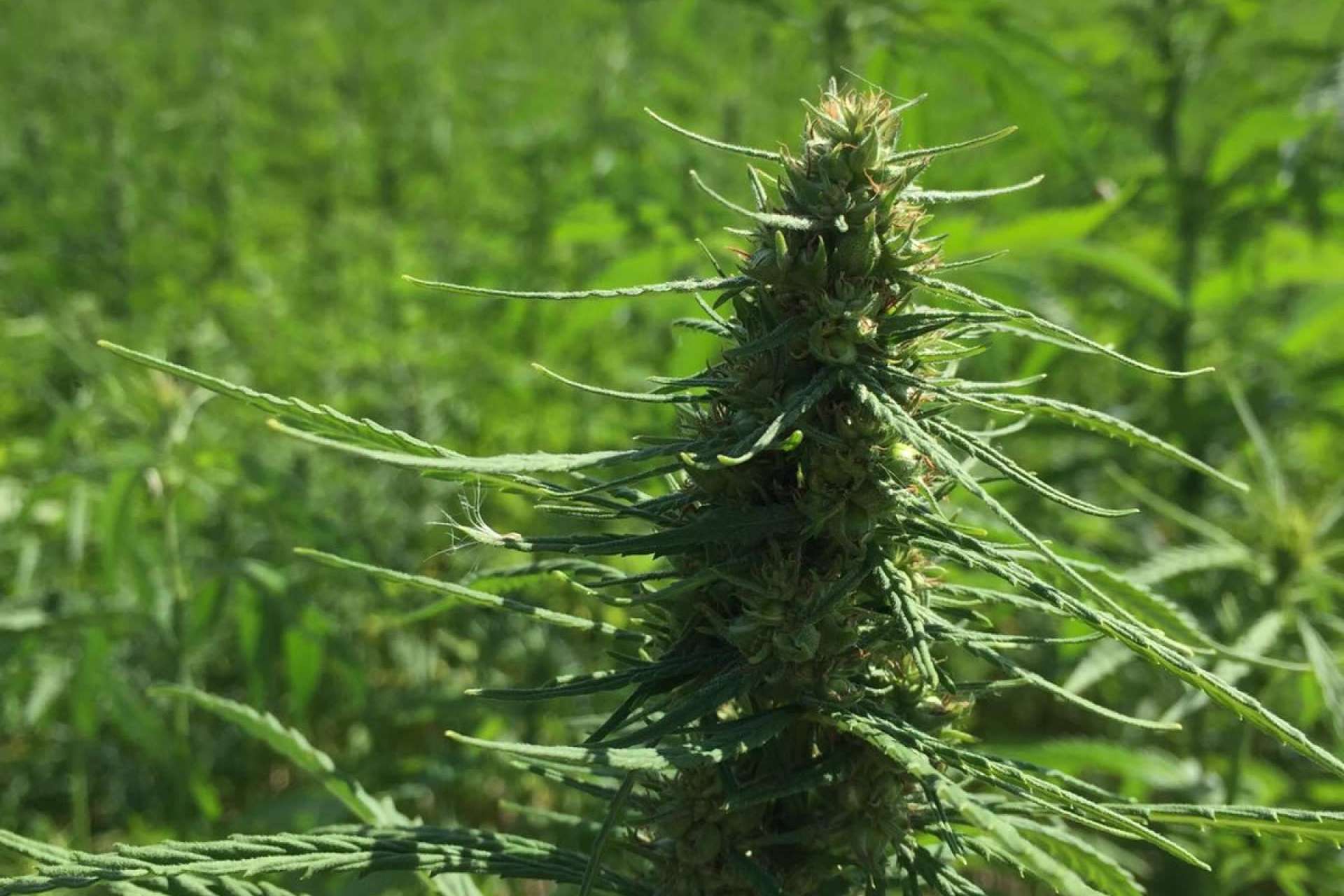 ¿Por qué ha aumentado el cultivo de cáñamo en España?, por La Mal Querida Sativa