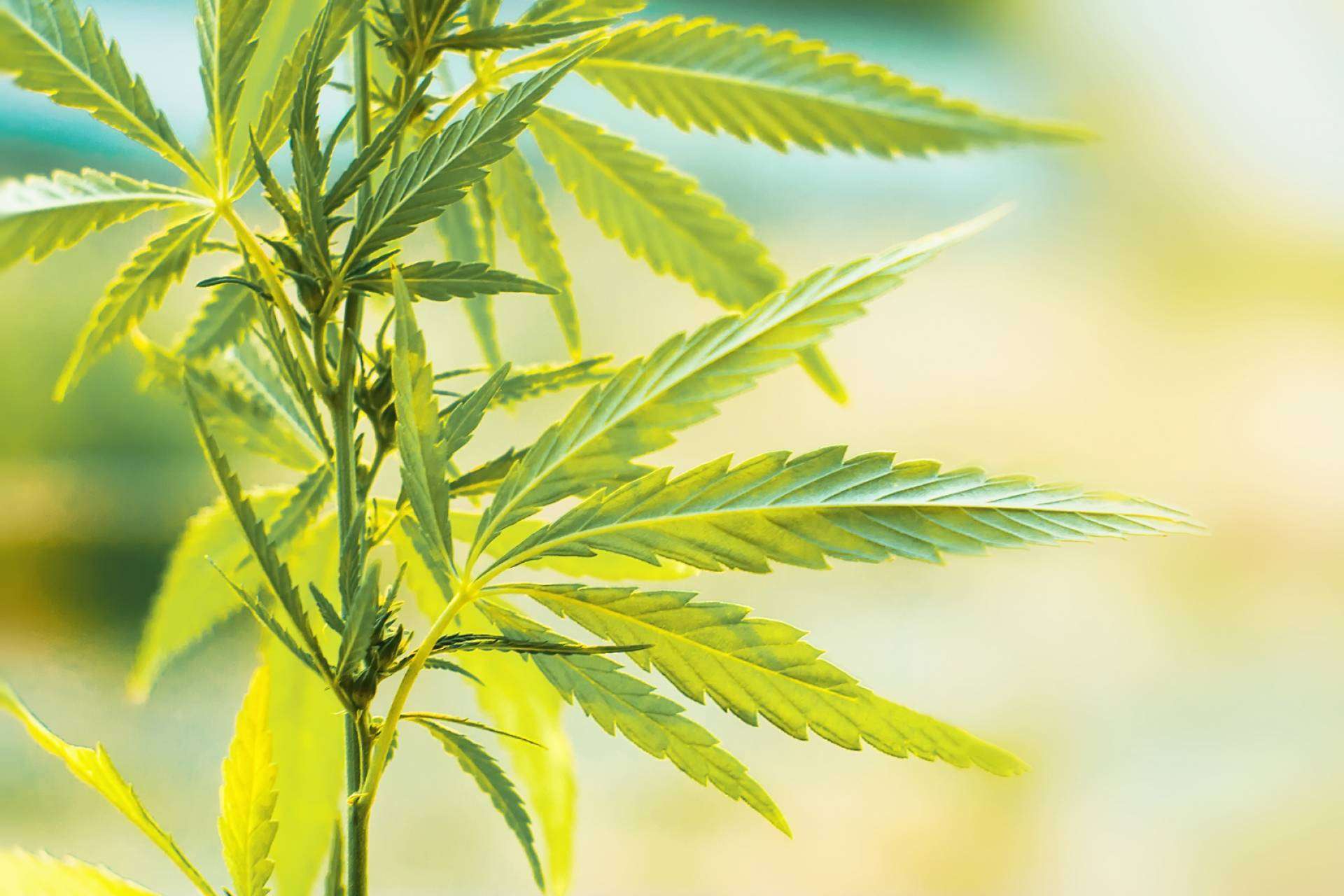 ¿Dónde es posible comprar flores de CBD en España?