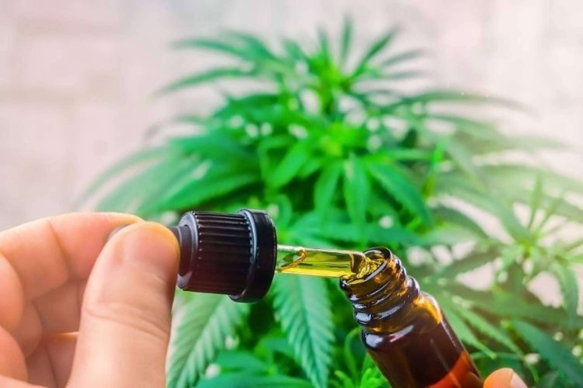 Comprar flores y extractos CBD en España. ¿Es legal?, por CBD Organics