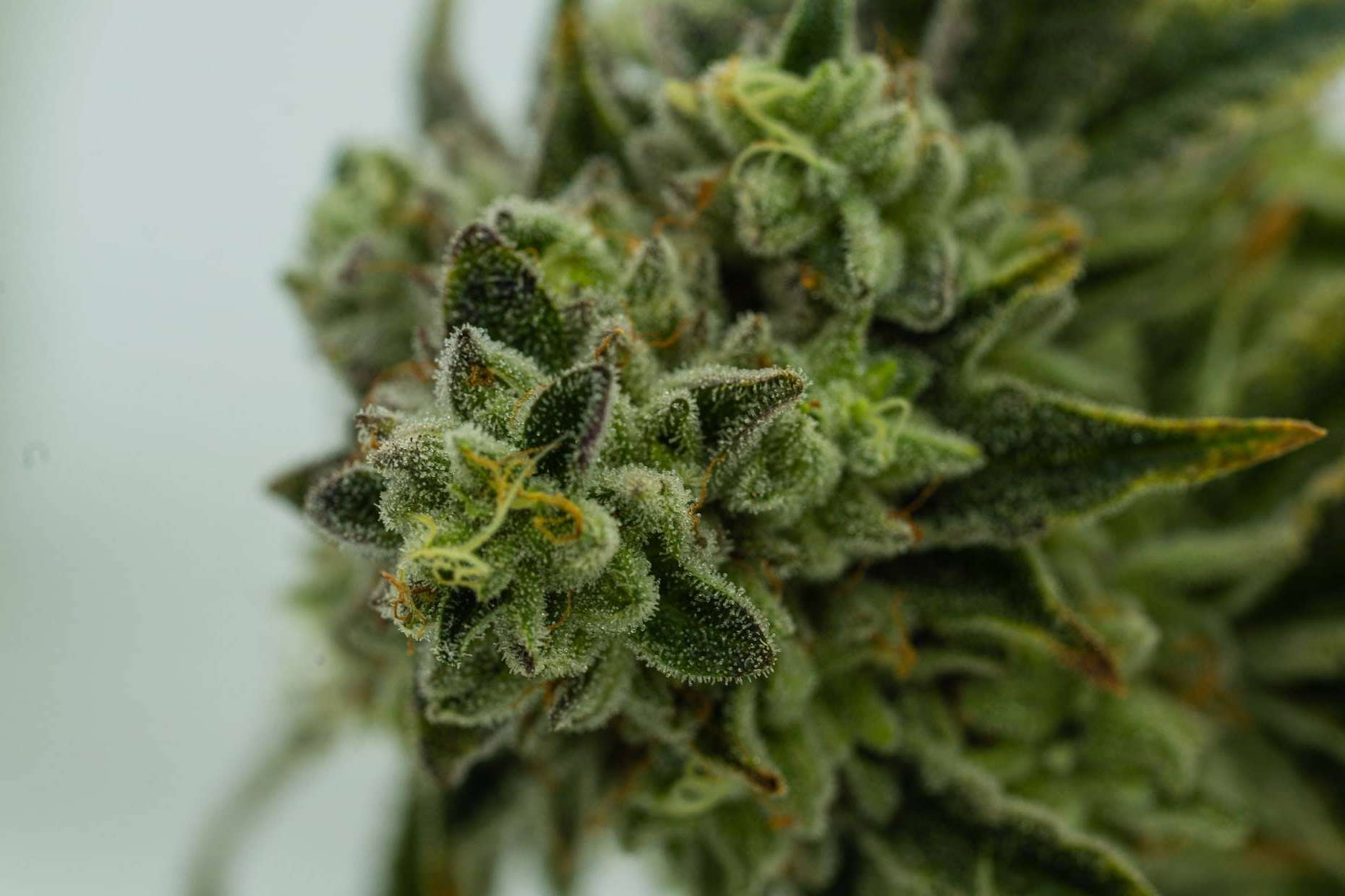 Cannabis, ¿es paraíso o infierno?