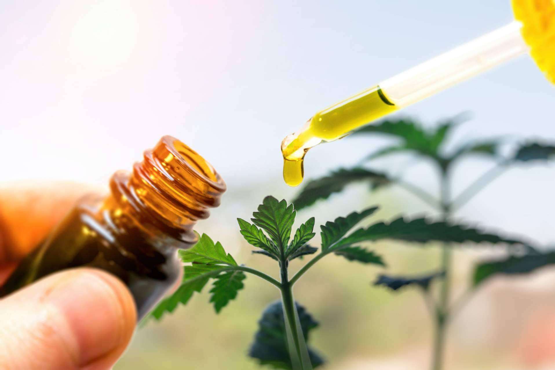 Las propiedades del CBD en los productos estrella de Legal Hemp