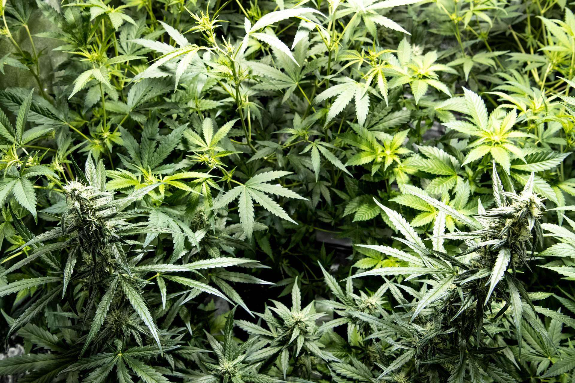 Armarios de cultivo interior para cualquier tipo de cultivo, en Tecnocultivo
