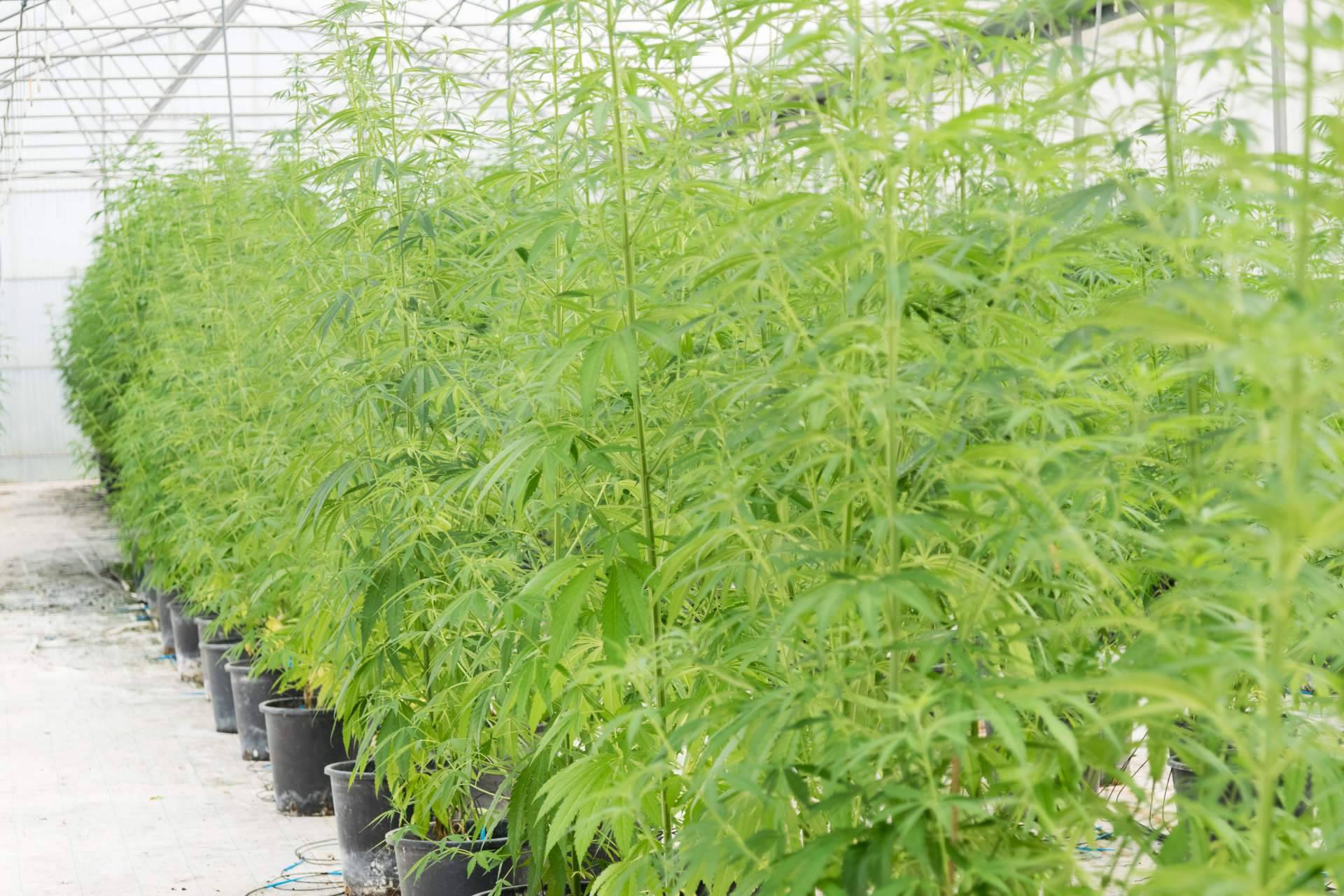 La web topgrow.es brinda productos de iluminación led para cultivos