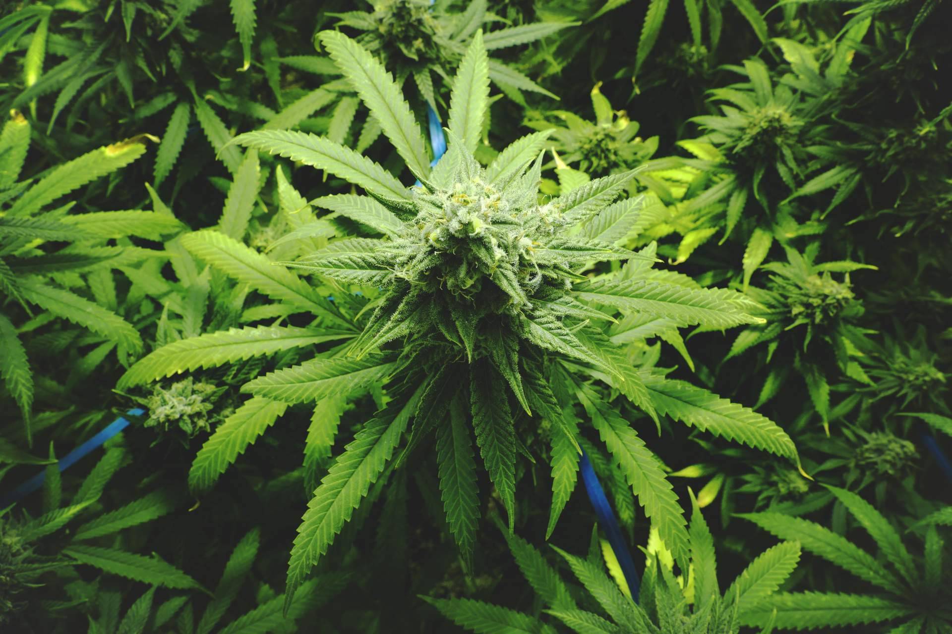 Grow shop, un negocio de franquicias al alza