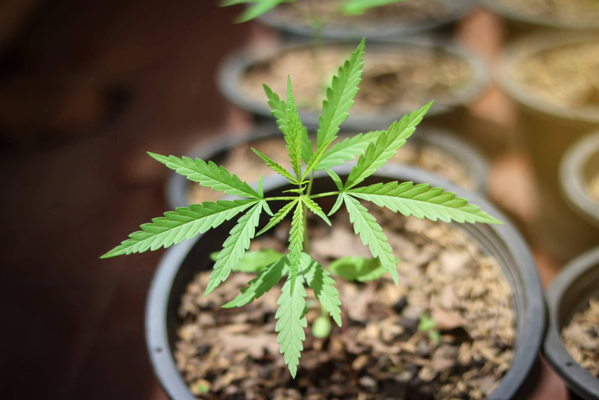 Growmania, un grow económico que ofrece una oferta de primera calidad