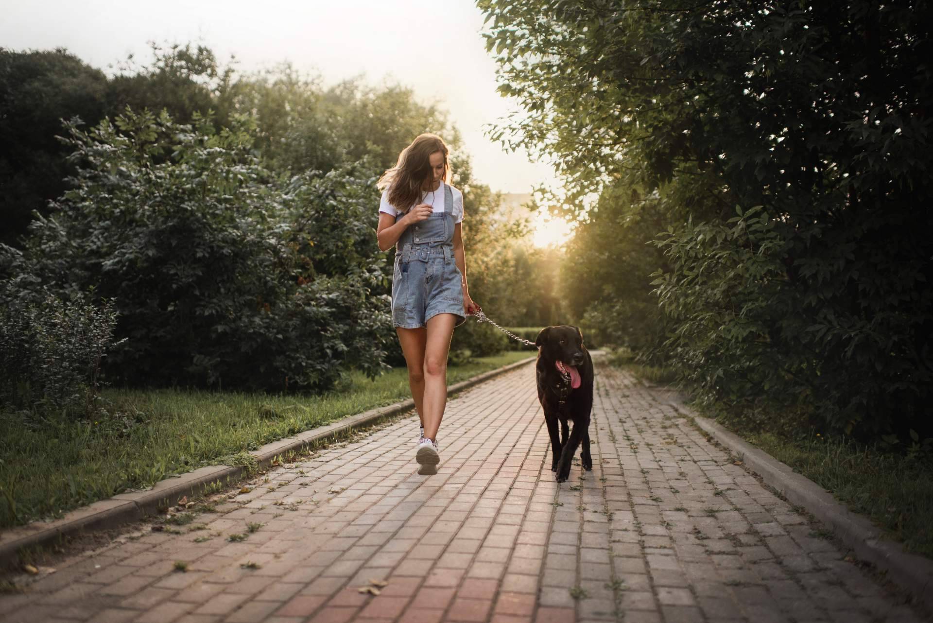 CBDrocks dispone de productos de CBD para mascotas
