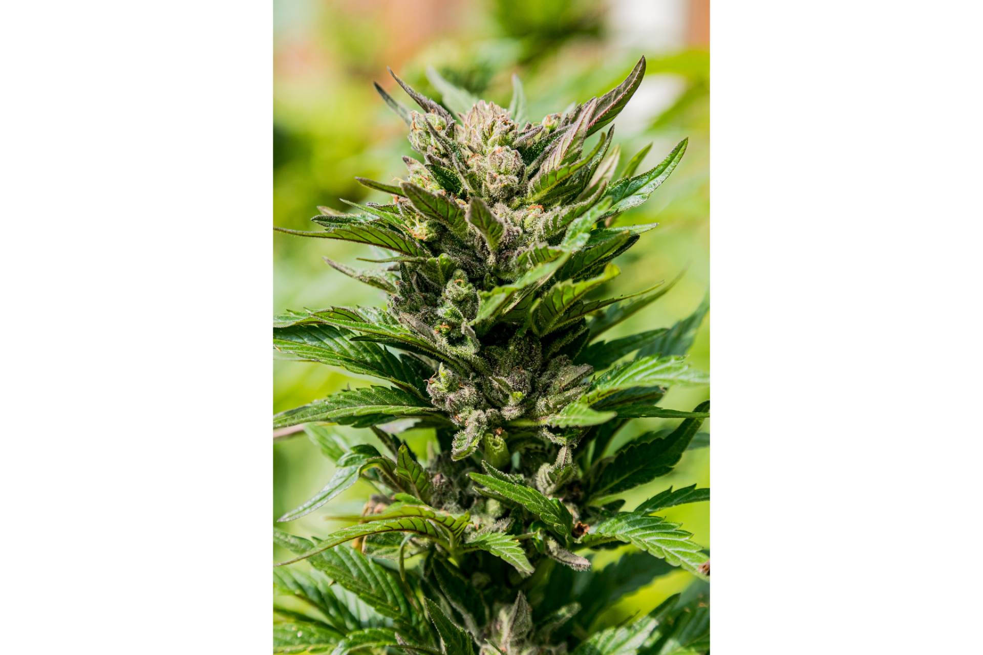 CBDrocks ofrece múltiples flores CBD para usos posteriores
