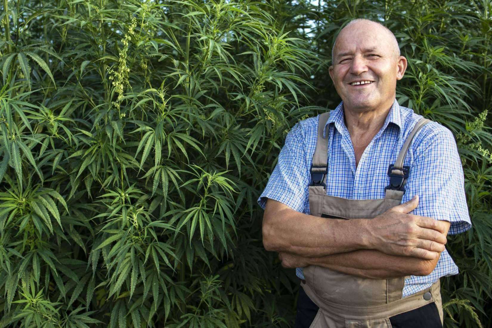 La marihuana medicinal sin THC que se puede adquirir en John Skate CBD