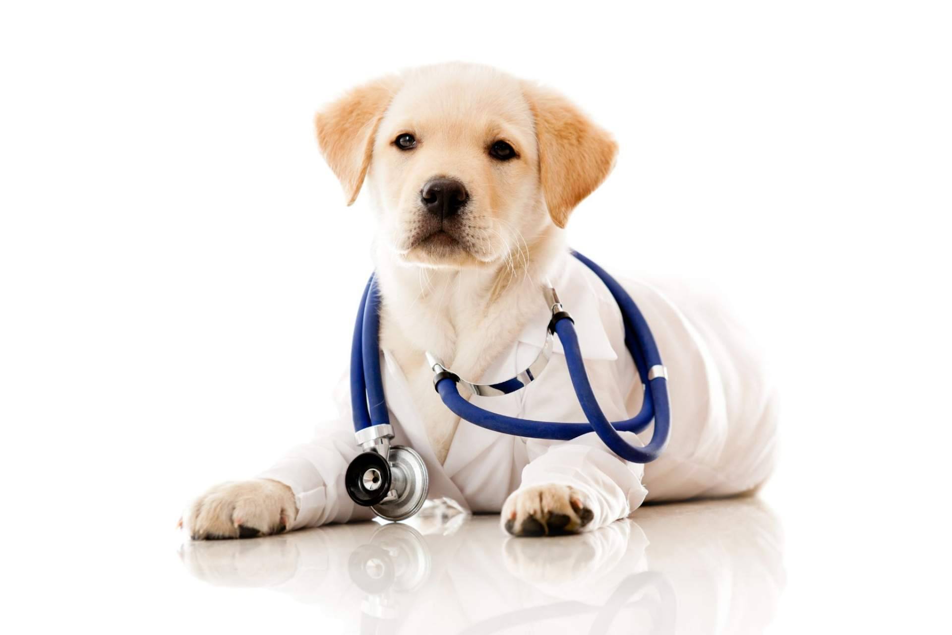 El aceite de CBD para perros y sus diversos beneficios, en CBDrocks