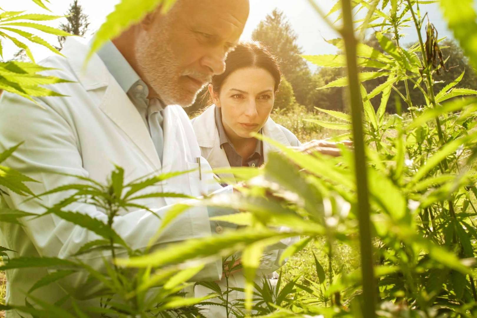 Iberian CBD sobre el cultivo de cáñamo en España