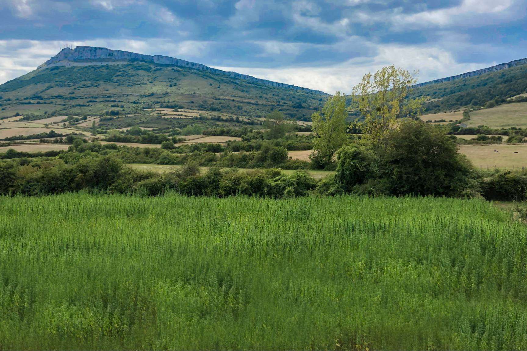 Iberian CBD y sus producciones de cáñamo disponibles