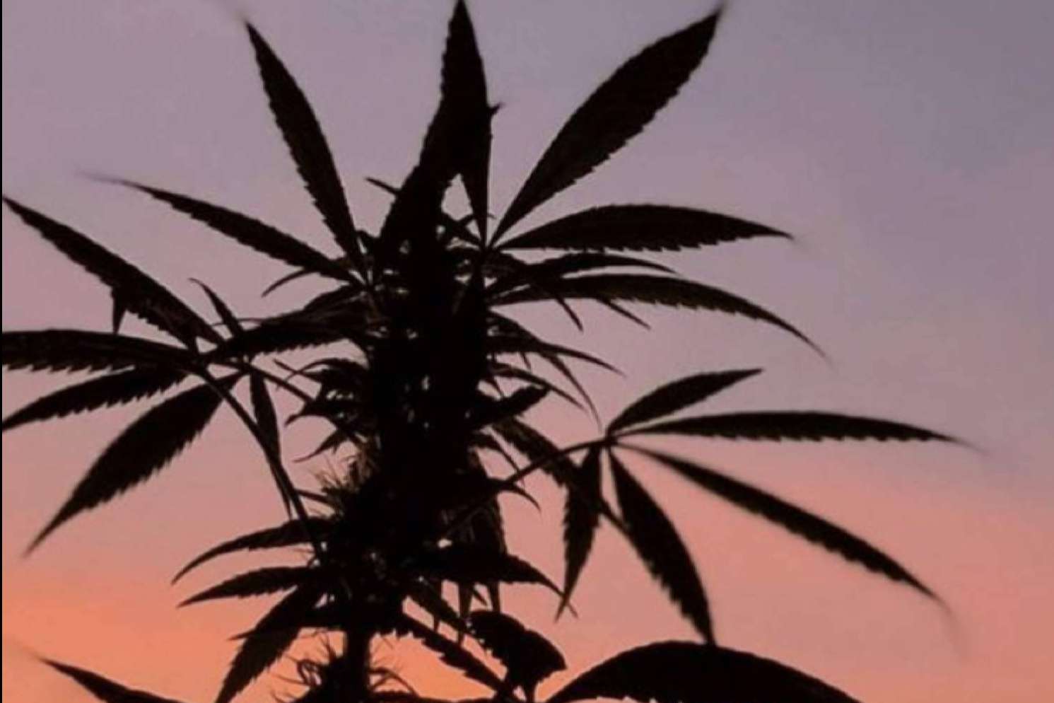 La Mal Querida, ¿Se puede vender CBD en los estancos de España?