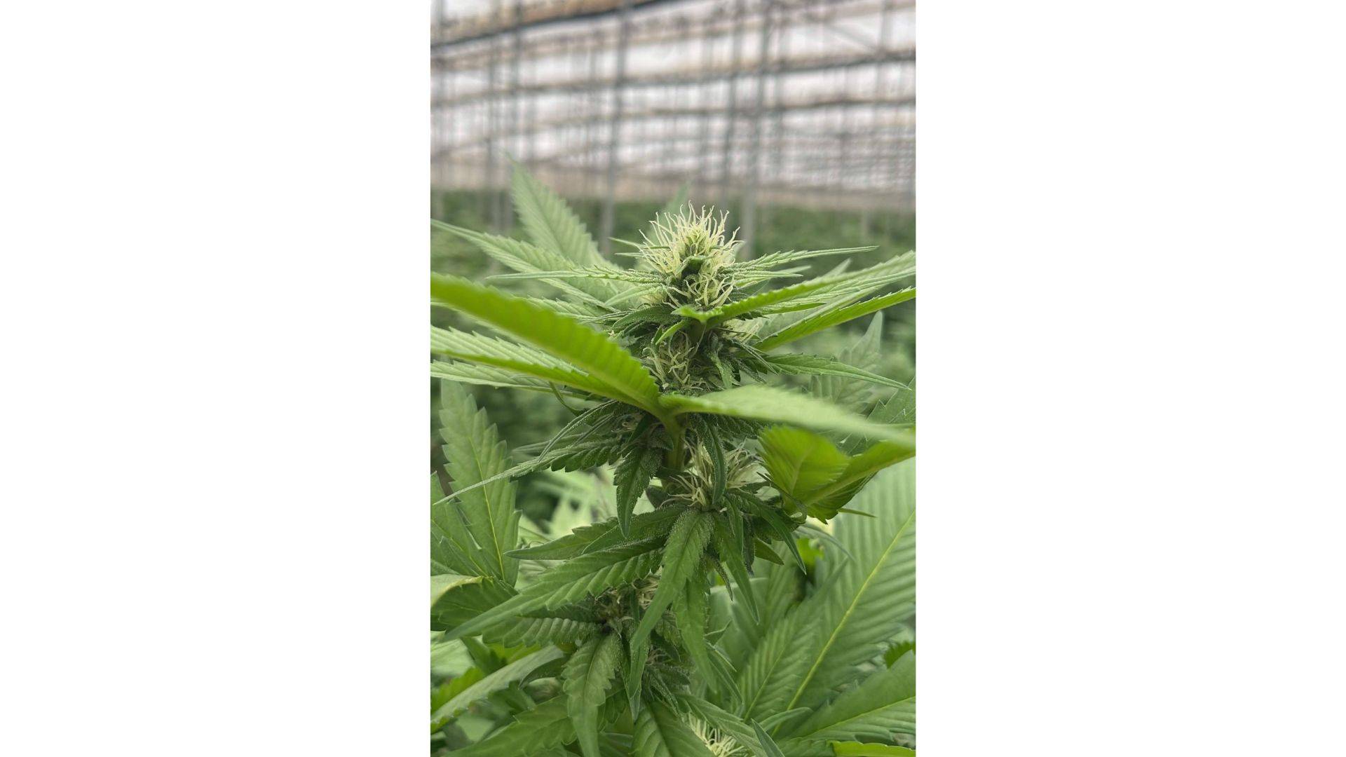Iberian CBD sobre los beneficios del cáñamo industrial