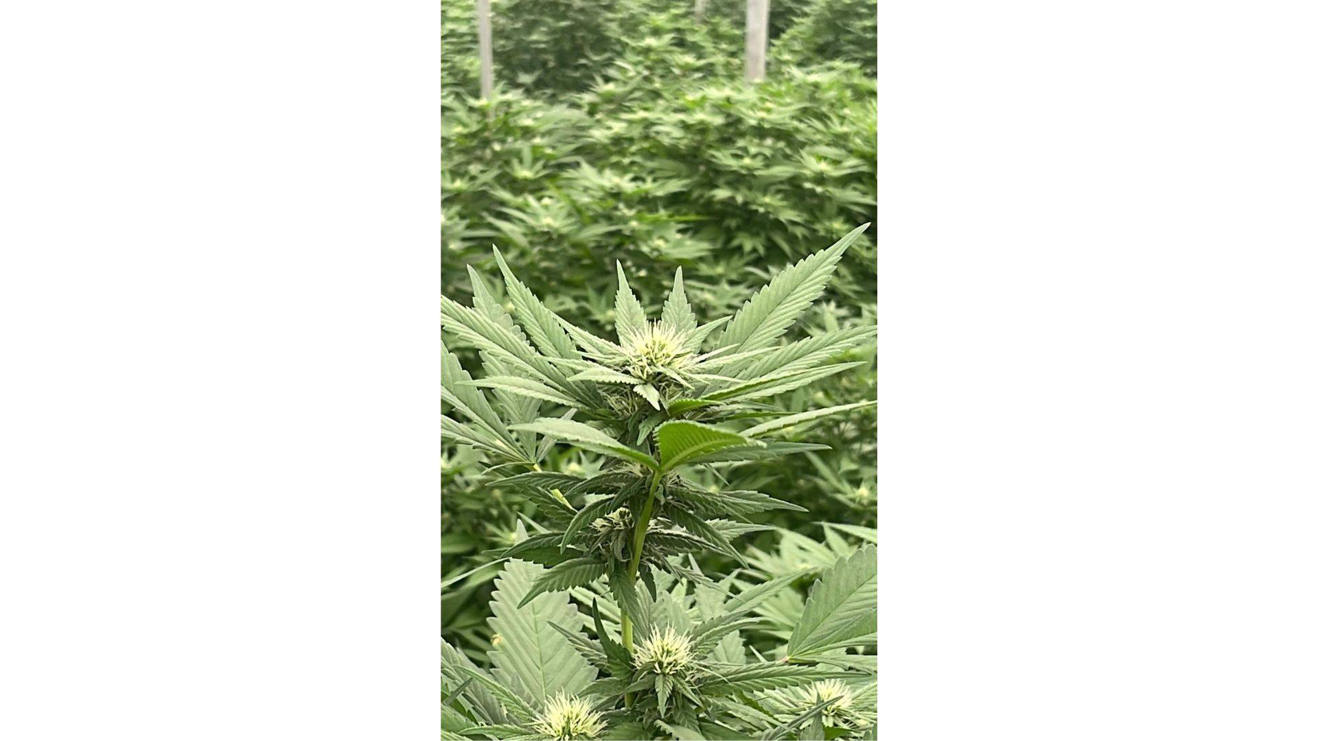 Cultivar cáñamo y obtener CBD de manera sostenible, por Iberian CBD