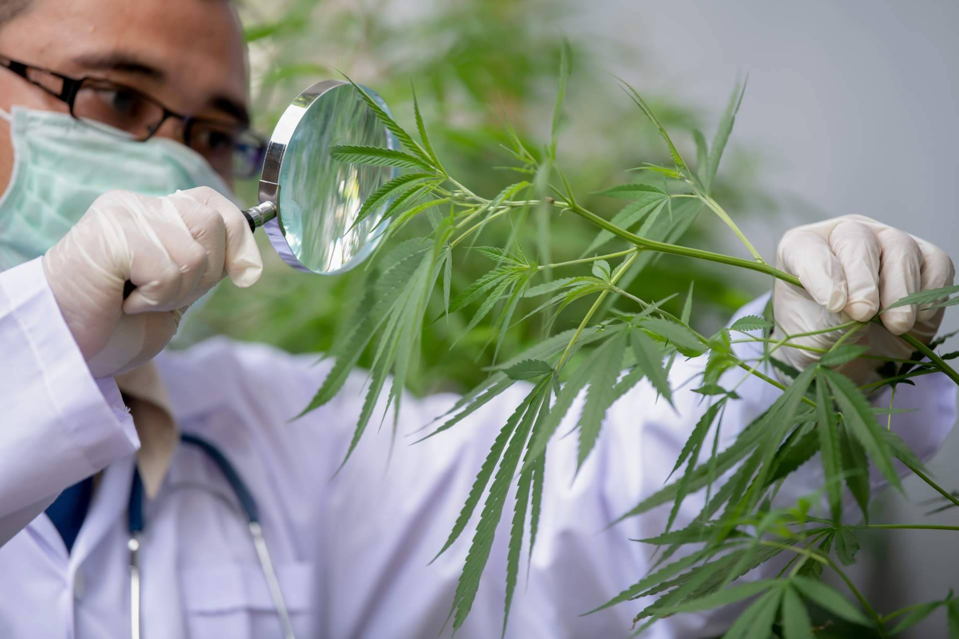 CBD online para la concentración, de la mano de CBDrocks