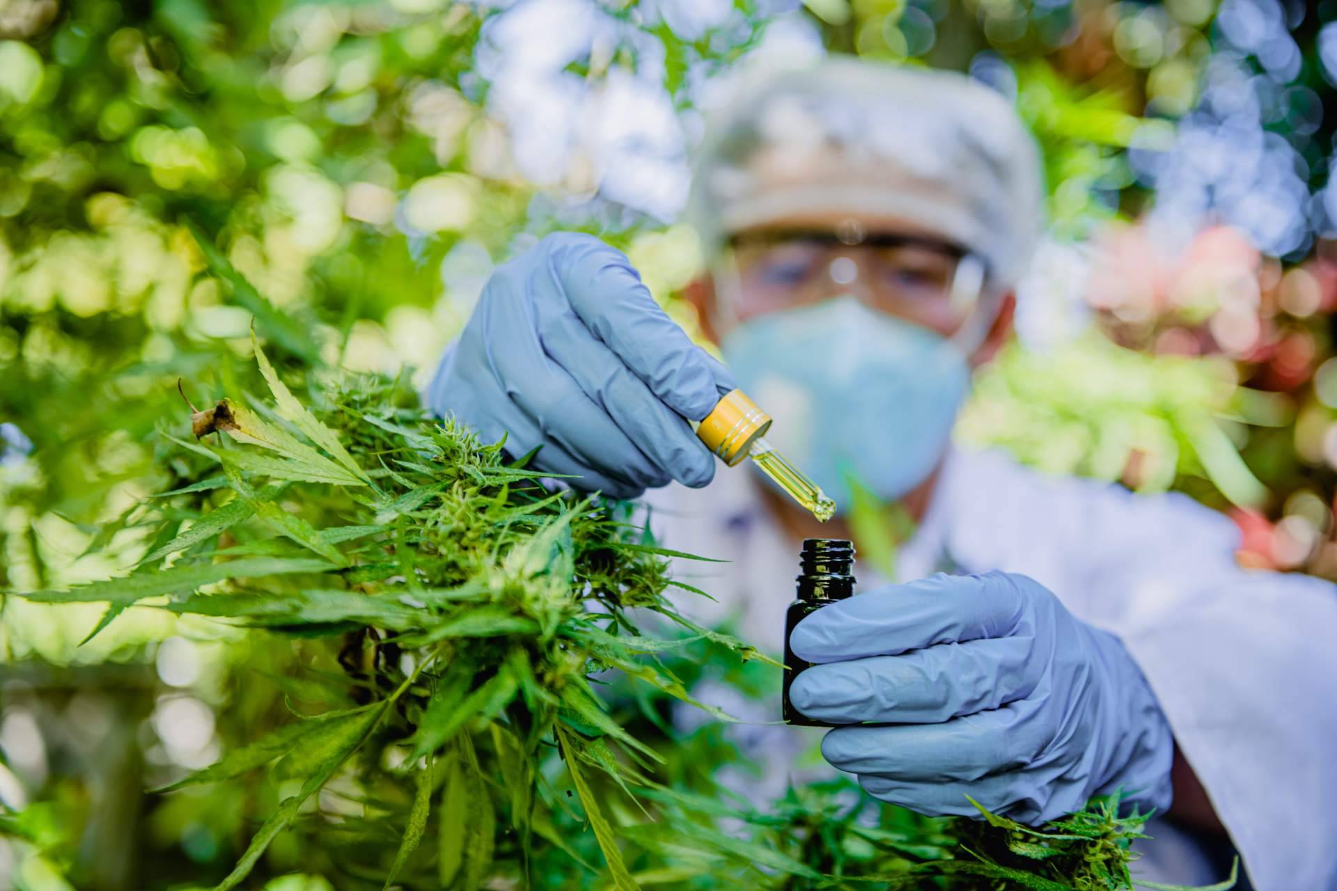 Cuáles son los principales beneficios del CBD para la salud, según Greengos