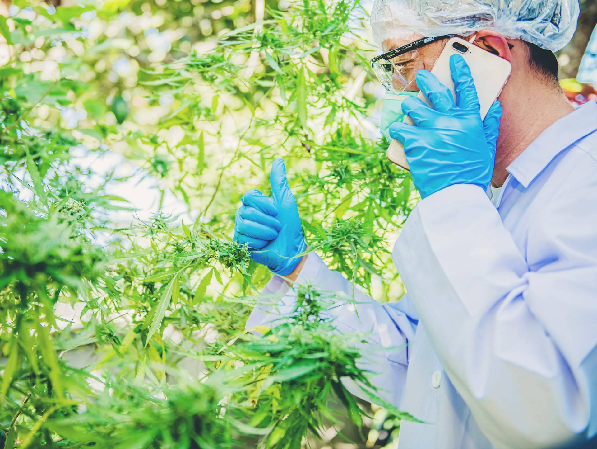Uso de productos CBD para problemas de salud, por Greengos