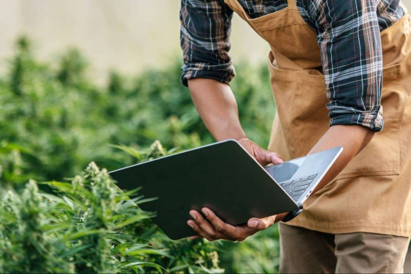 Las empresas interesadas en los cultivos de cáñamo en España cuentan con el asesoramiento de Iberian CBD