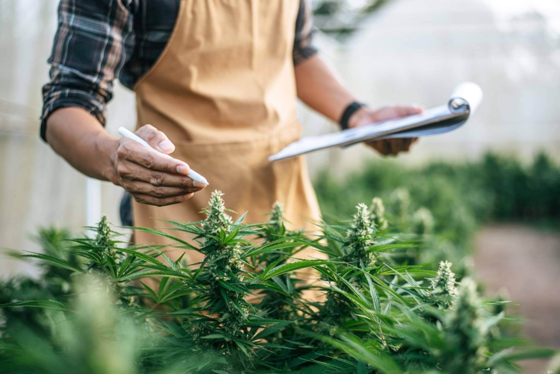 Iberian CBD y sus soluciones tecnológicas para aumentar la producción, la rentabilidad y la sostenibilidad de los cultivos