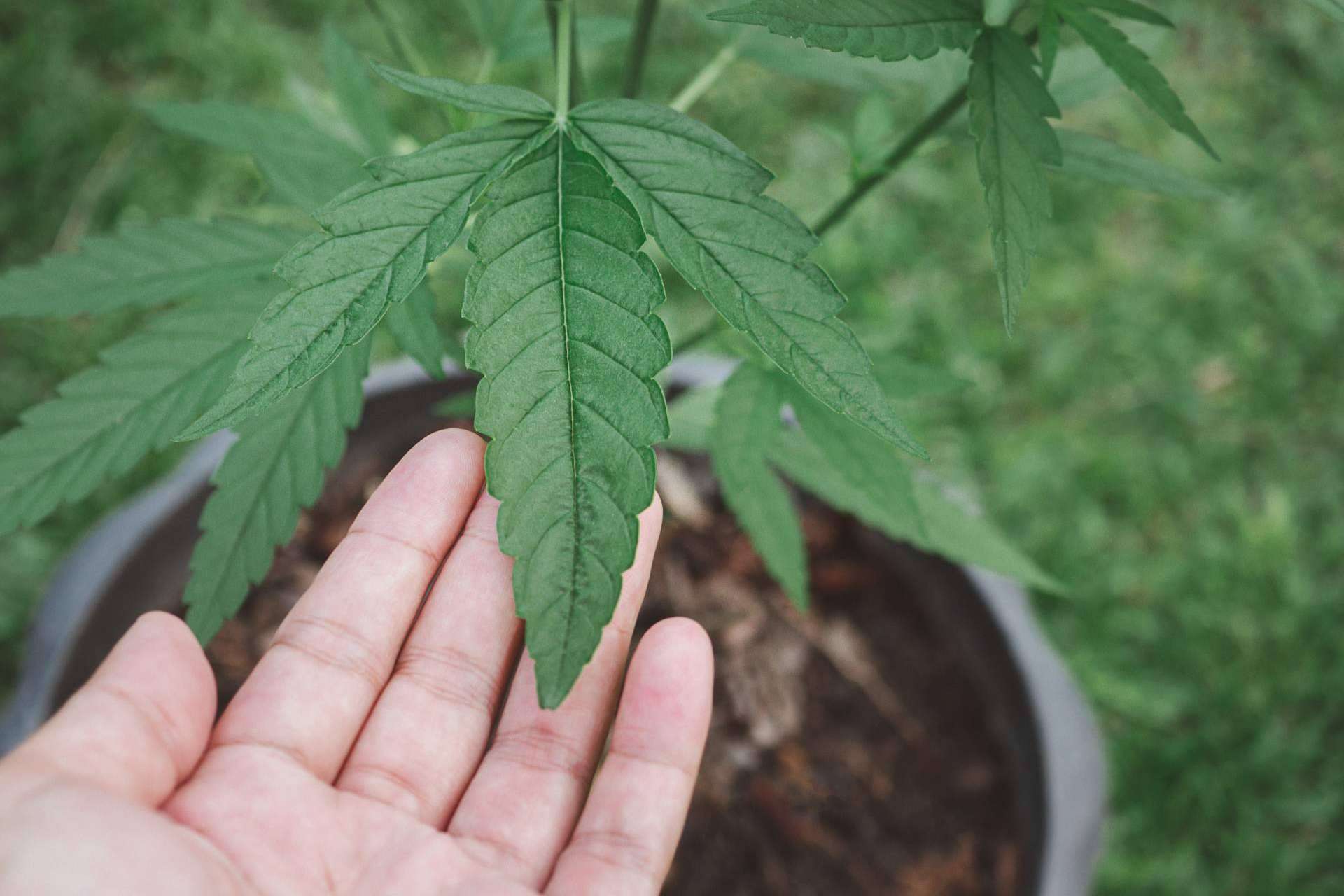Tratar la ansiedad con el apoyo del CBD