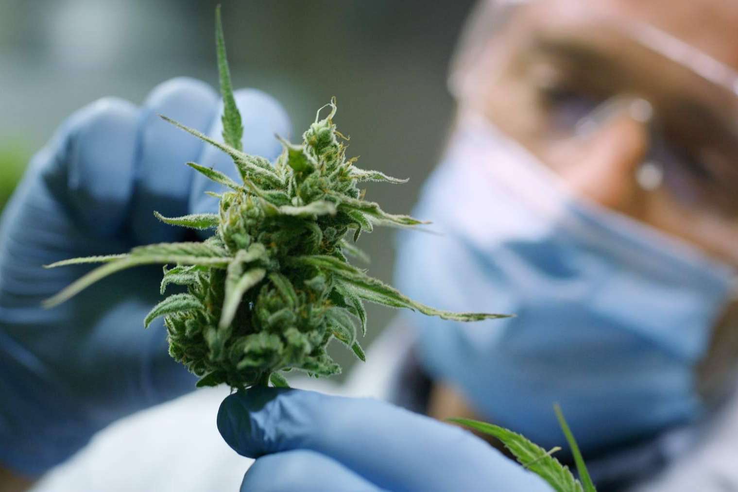 Todo lo que ofrece Cannabisbarcelona.com, una web educativa sobre el cannabis en Barcelona
