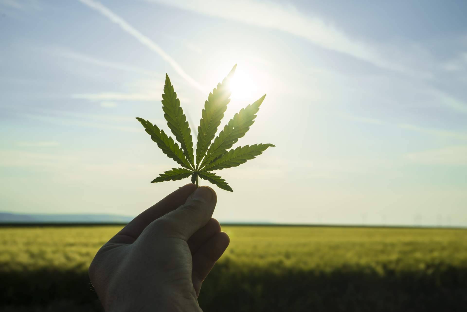¿Cuáles son los beneficios medicinales de la planta del cannabis?