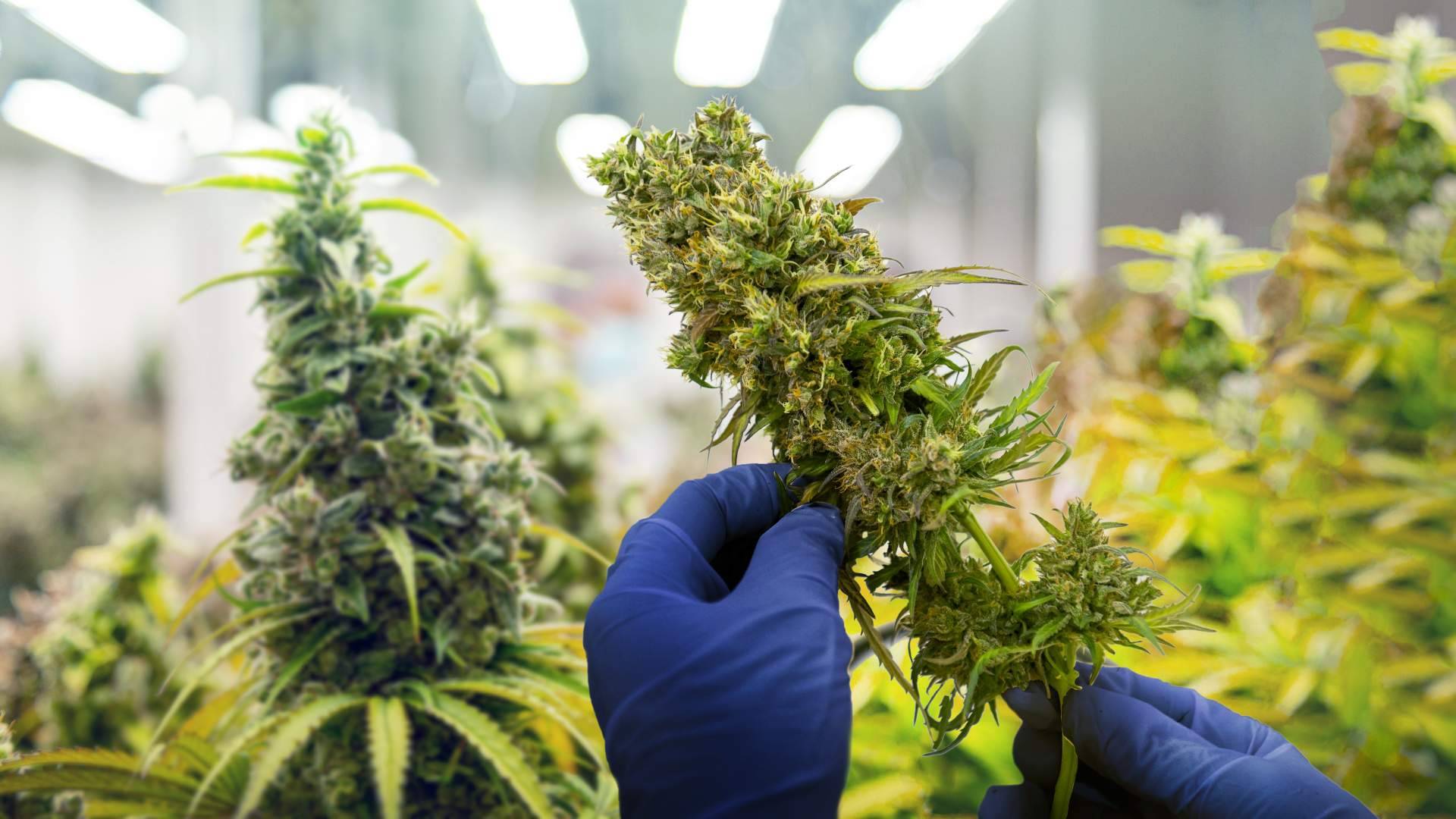 Cannabis Barcelona, la plataforma de información sobre la cultura del cannabis en la ciudad condal
