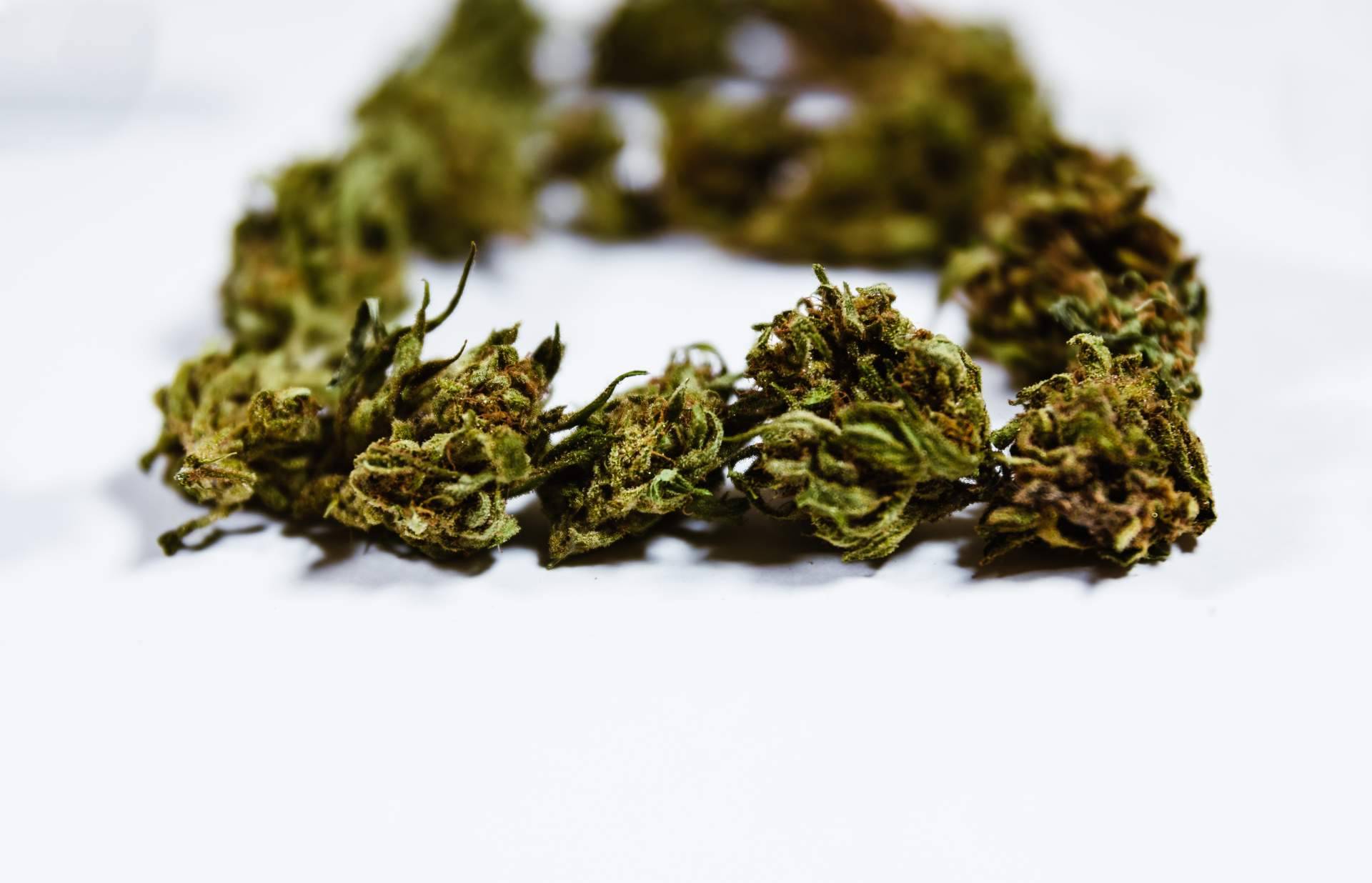 Las flores de CBD son una nueva forma de consumir cannabis sin principios psicotrópicos