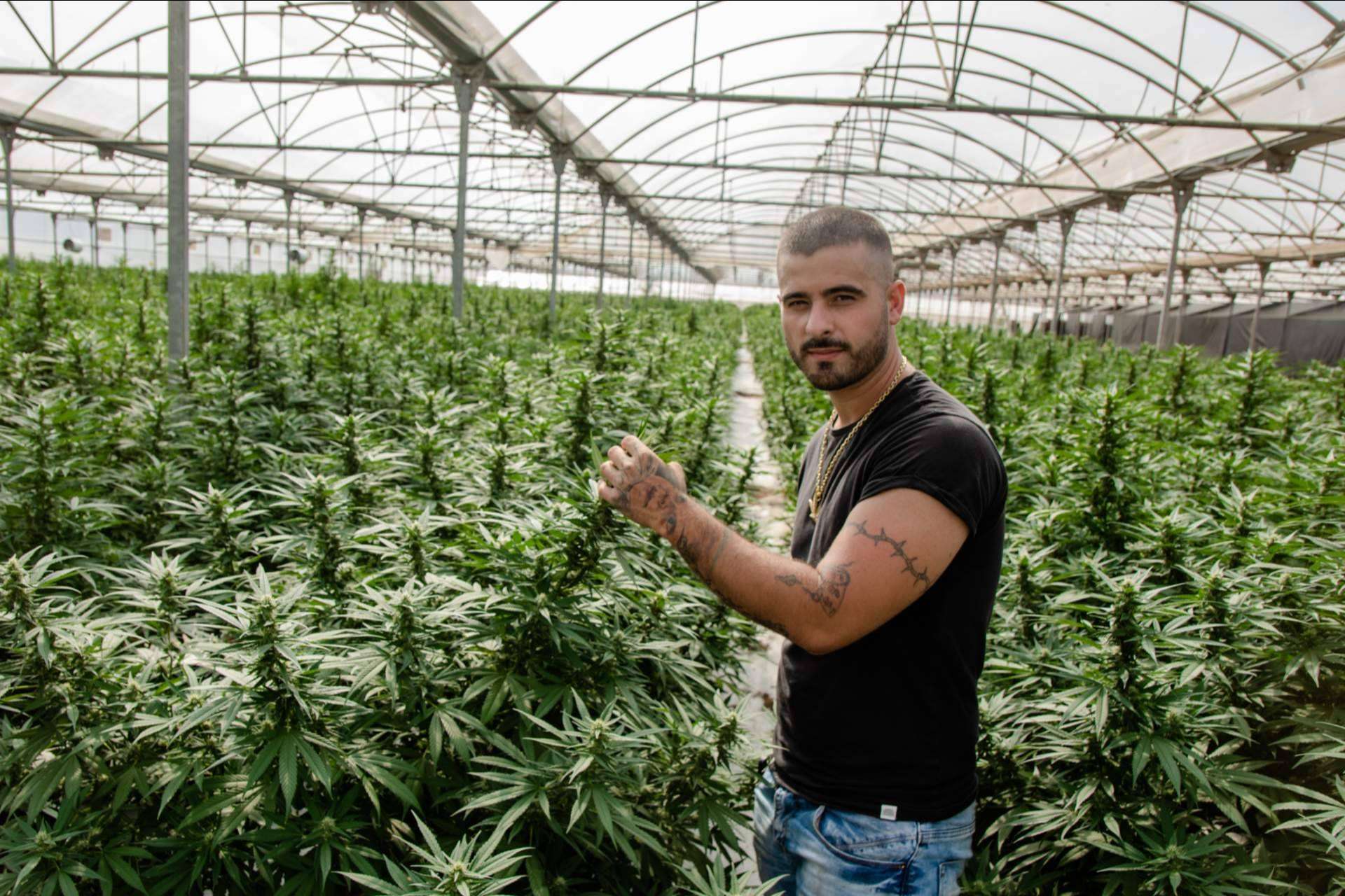 La importante expansión y crecimiento de la empresa Cannabis Innovation CBD en la industria del cannabis en España