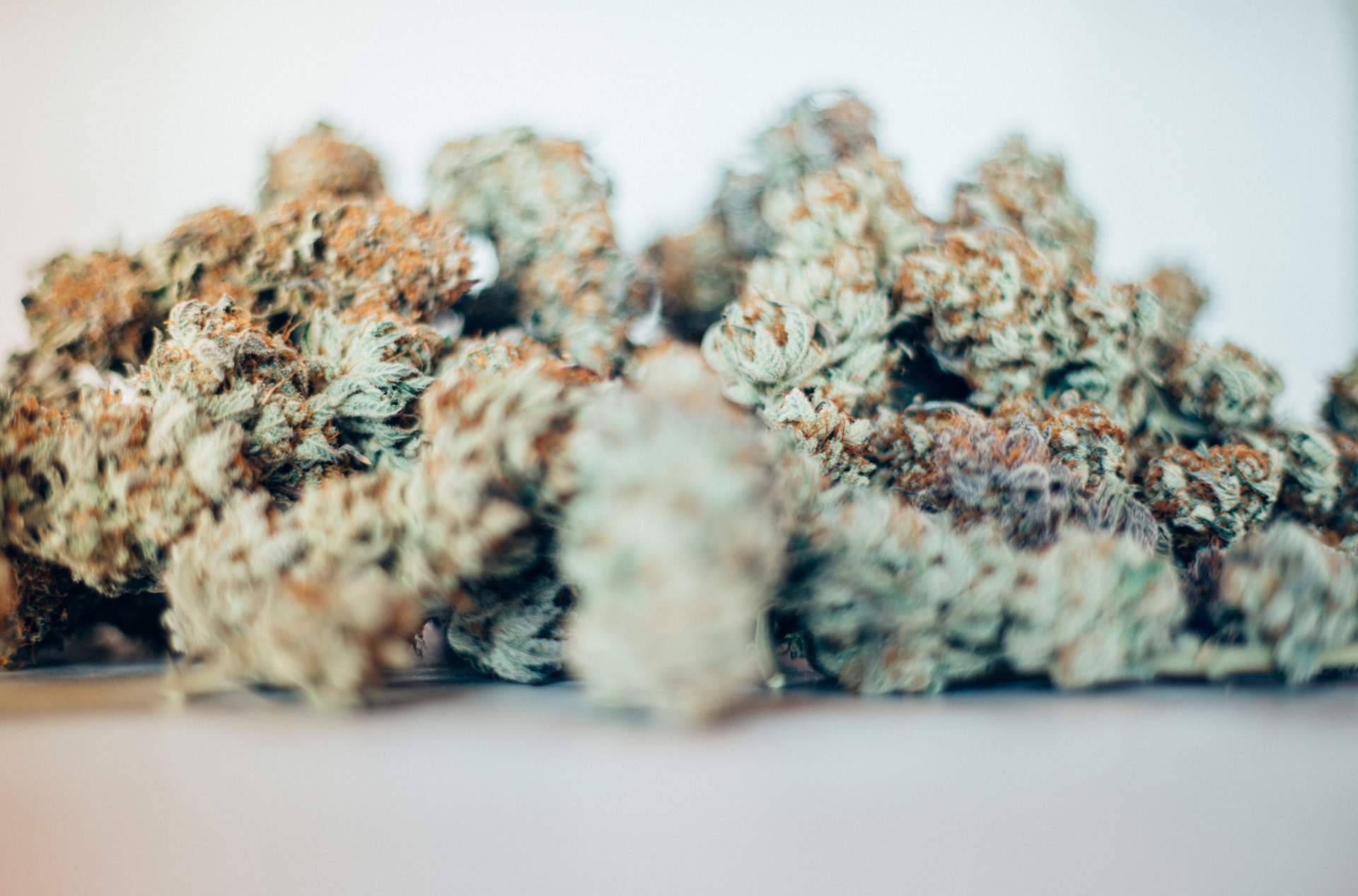 Comprar el Pack flores CBD degustación de Bee Products