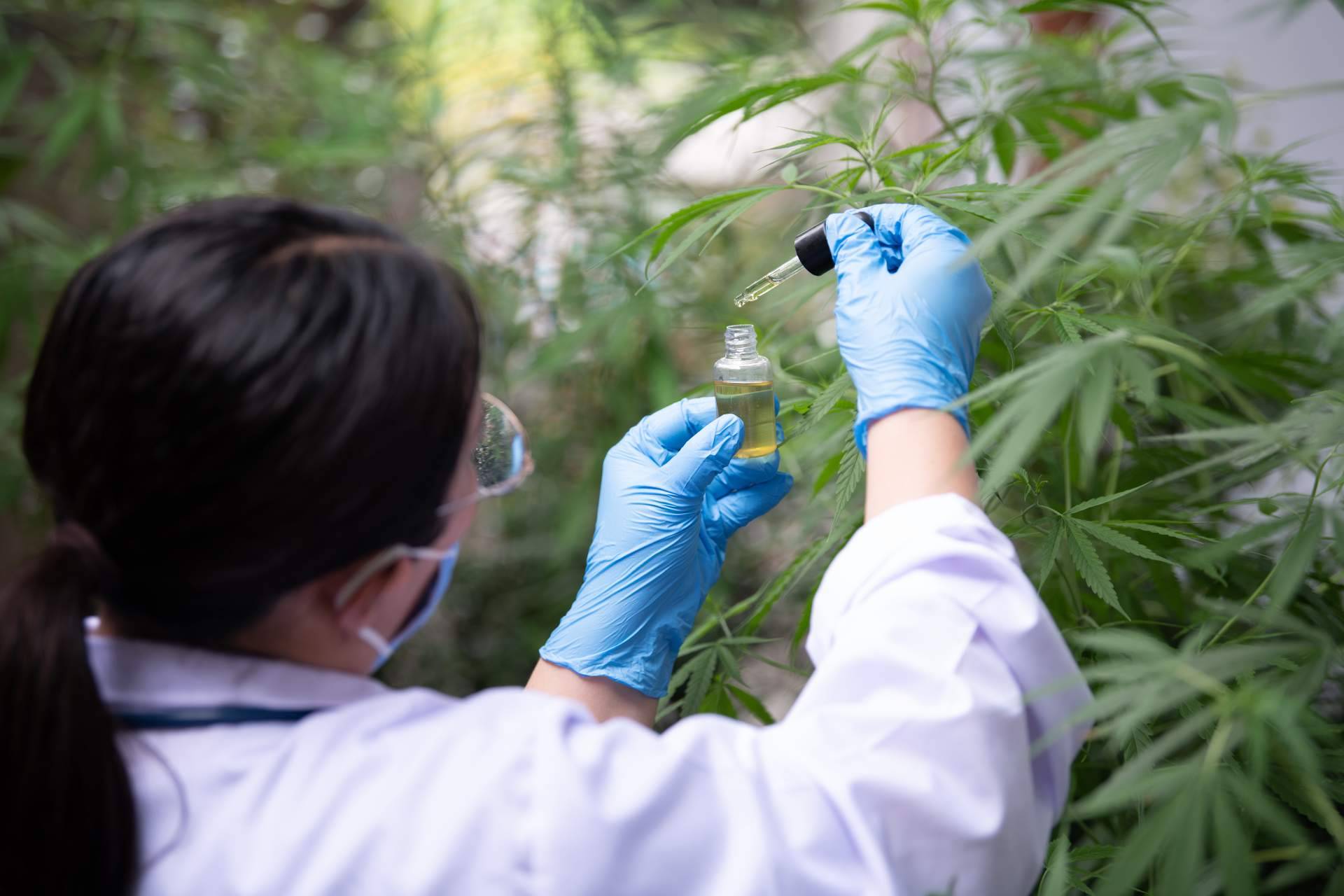 Innovación y cumplimiento en la industria del CBD, de la mano de EXTRACTOS EUM