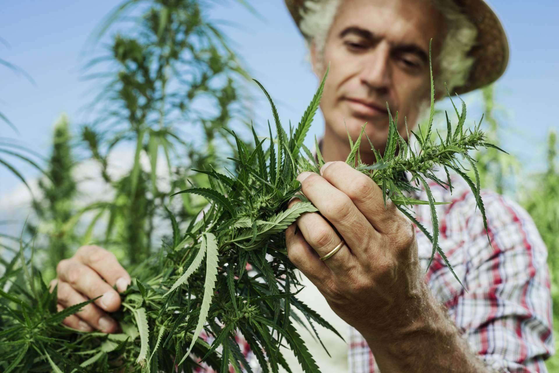 El mercado global de semillas de cannabis alcanzará los 6.500 millones de dólares en 2031